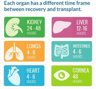 transplant timeframes